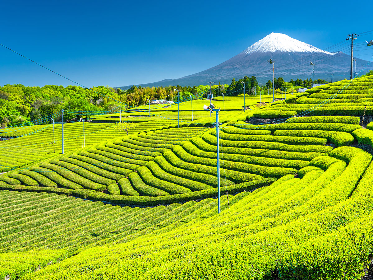 Tea fields and Mt. Fuji
